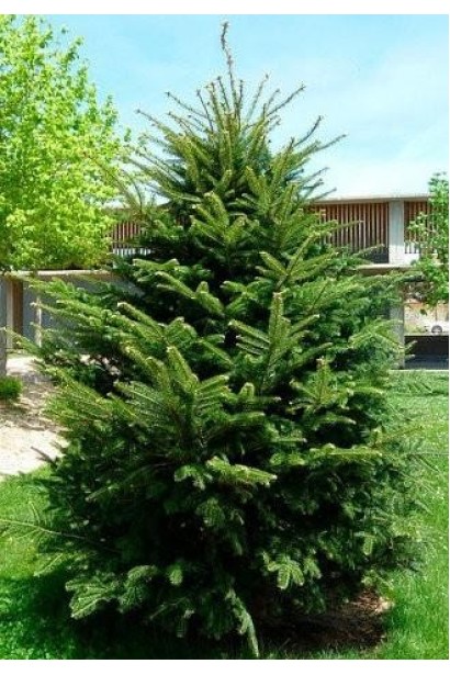 Ялиця біла: хвойне дерево з густою кроною, яке чудово впишеться в ландшафт.